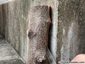 20251108 木のナイフ